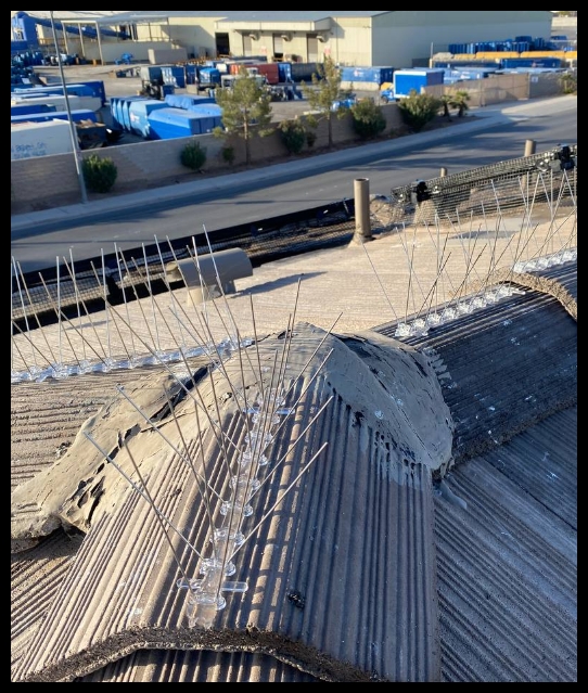 roof cleaning