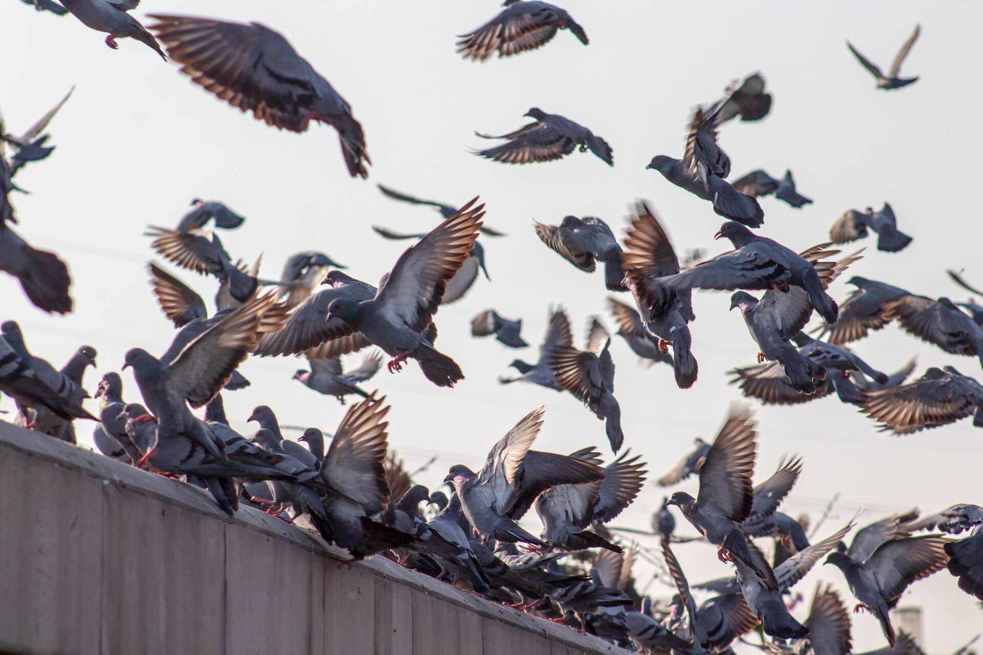 Pigeons Under Solar Panels: 7 Easy Solutions