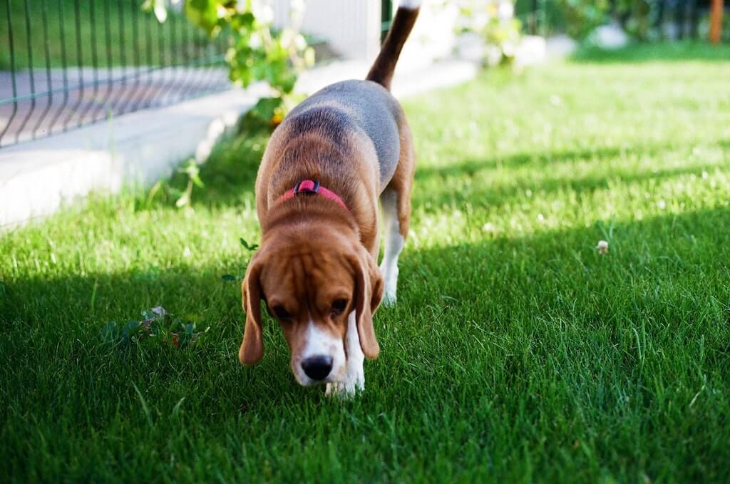 How to Get Dog Pee Out of Artificial Turf