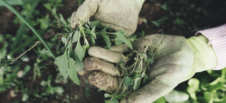 A person doing gardening.