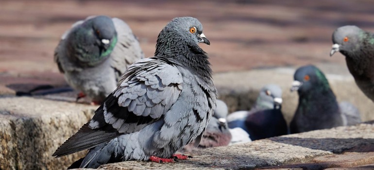 Pigeons on a roof.