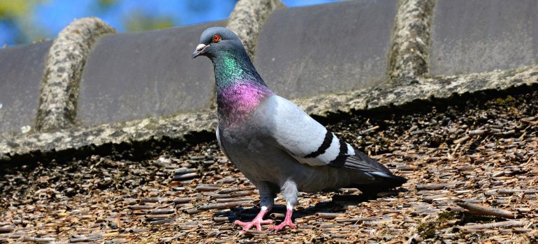 A pigeon on a roof.