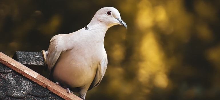 A pigeon on a roof.