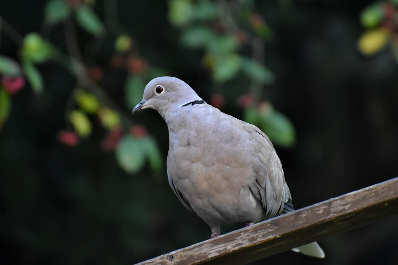 Getting rid of pigeons on rooftops – professional tips & tricks