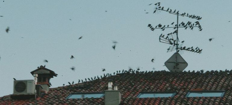 birds flocking on a commercial buildings rooftop