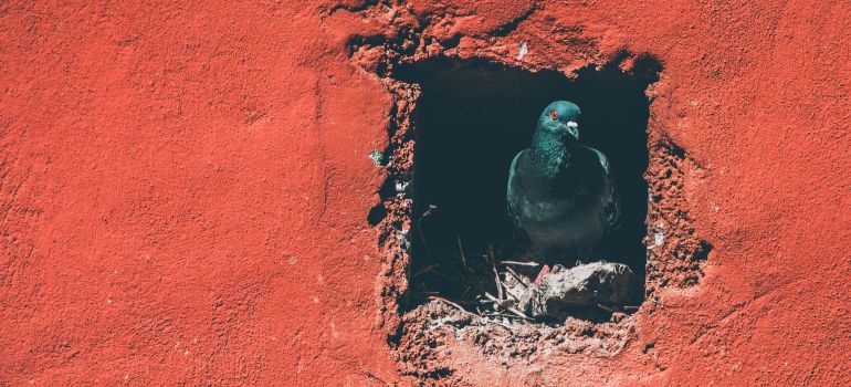 pigeon peering from a nest in a wall