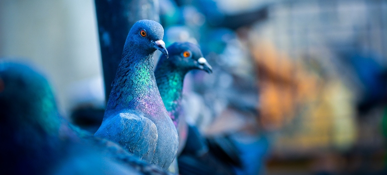 pigeons on a roof