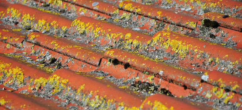 moldy roof tiles