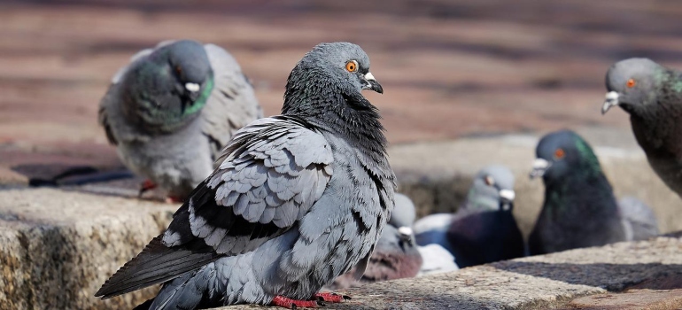 Several pigeons in a ditch.