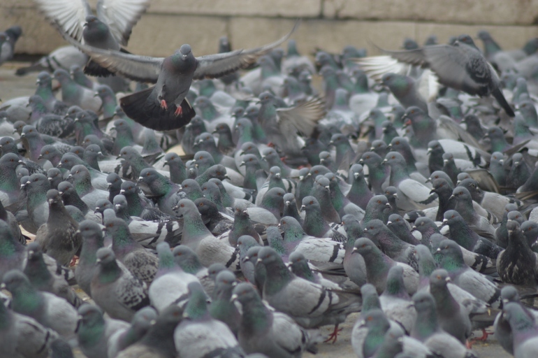 How to scare off birds in Las Vegas permanently