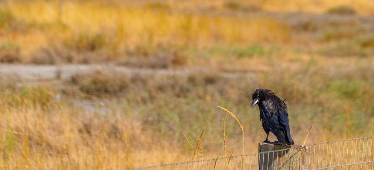 A crow perching on a wooden fence pillar.