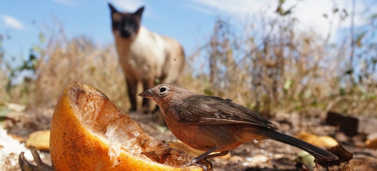 A close up of a sparrow with a cat in the bacground.