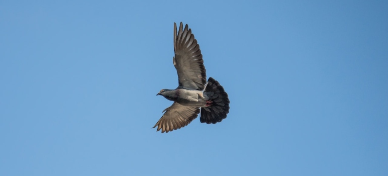 A pigeon mid flight.