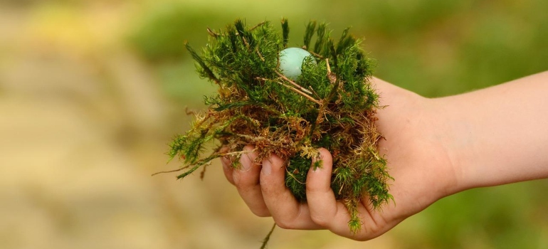 A person relocating a birds nest from roof