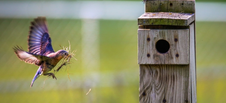 A bird flying toward a birdhouse.