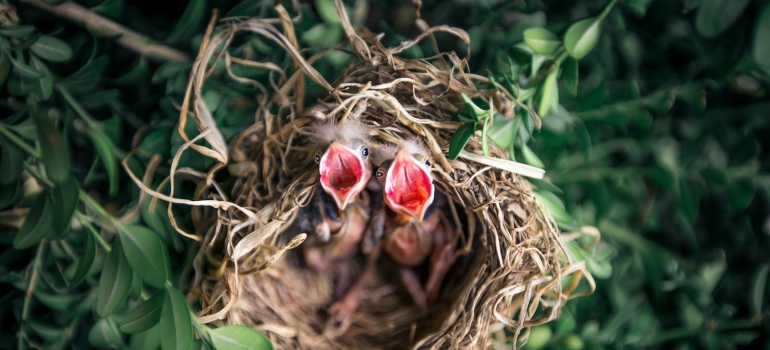 Several hatchlings in a nest.