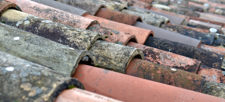 roof with bird droppings