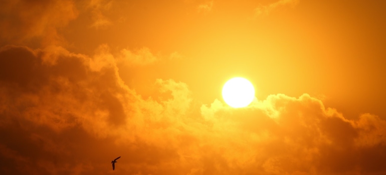 A silhouette of a bird during sunset.