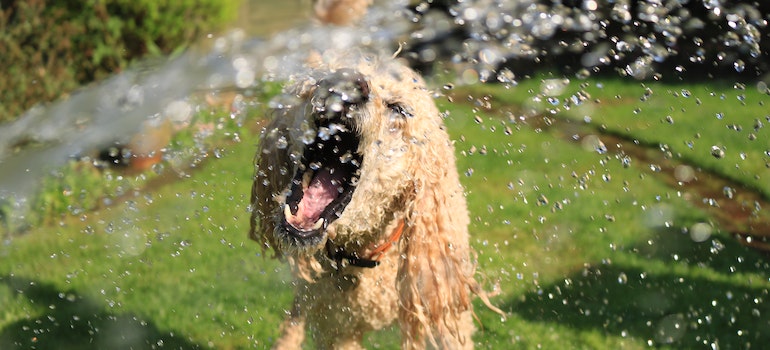 A dog next to the water sprinkle 