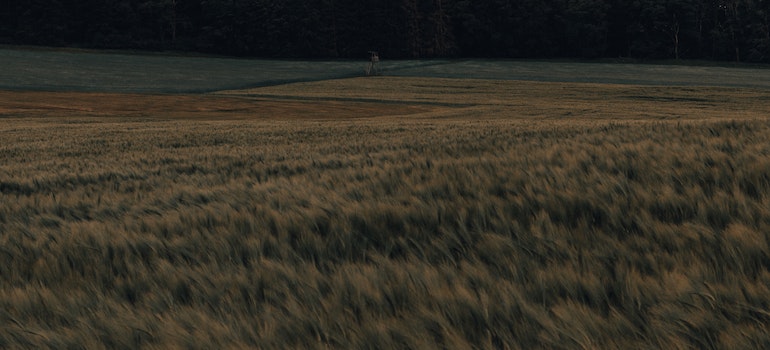 Windy weather on the grass field 