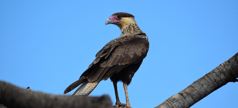 Bird on the three as a symbol of bird control for retail stores in Nevada