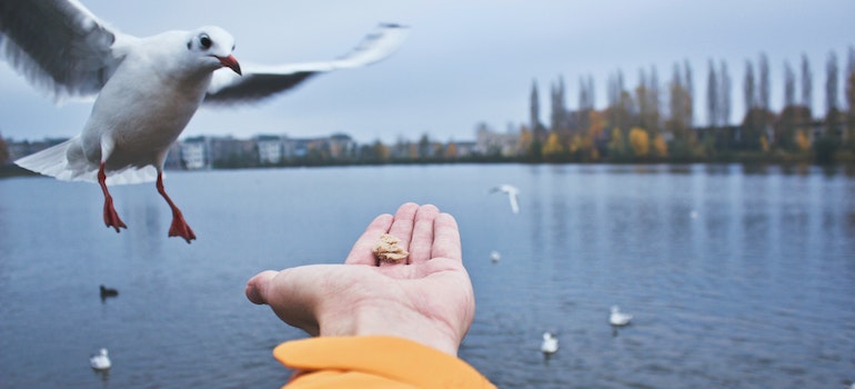 A person feeding a bird