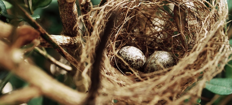 sparrow nest as a symbol of how to get rid of sparrows on your property 