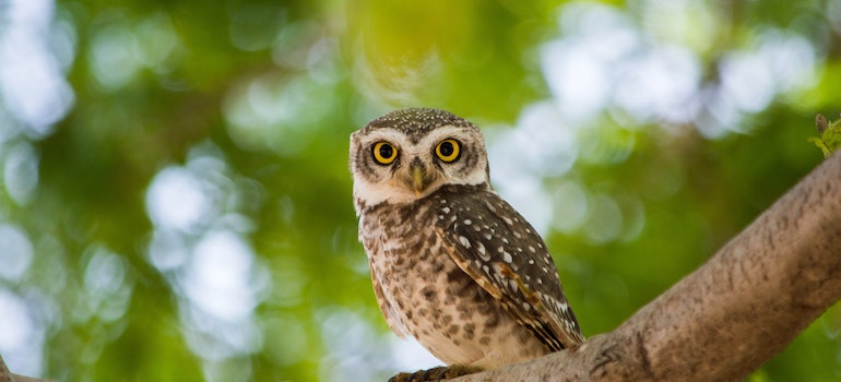 Owl on the tree