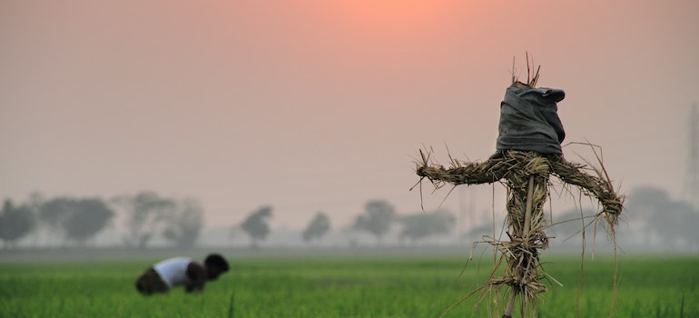 Scarecrow in the field as a symbol of bird control for urban gardens 