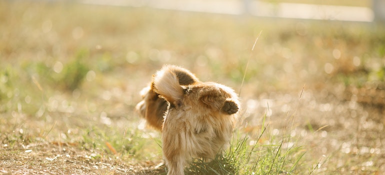 A dog urinating as a symbol of how to get dog pee out of artificial turf