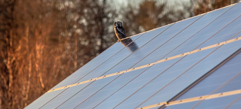 Bird on the solar panel