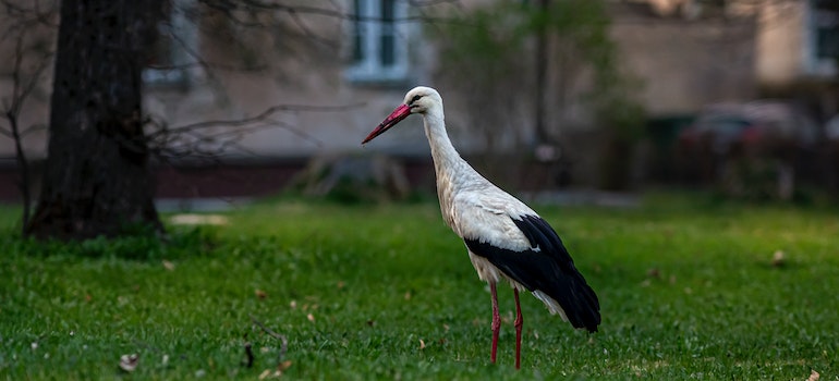 A bird in the garden