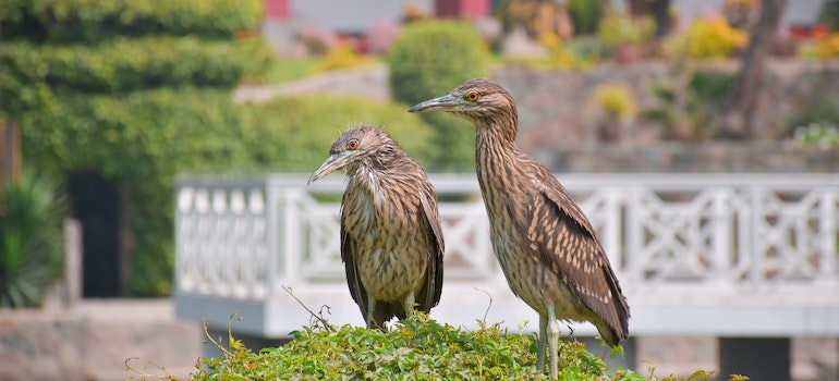 Two birds in the garden