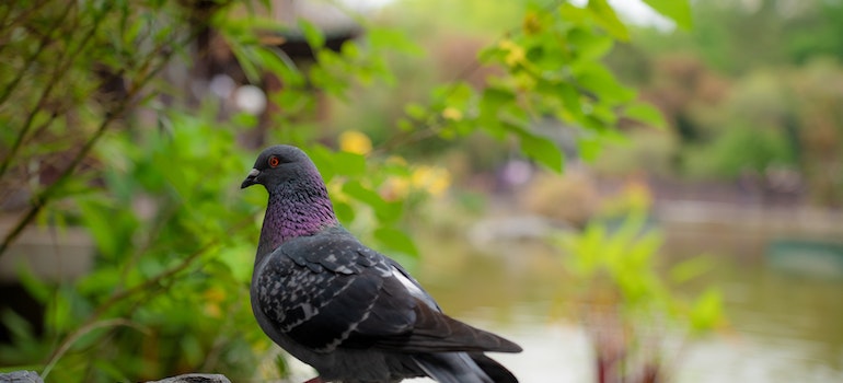 Pigeon on the rock