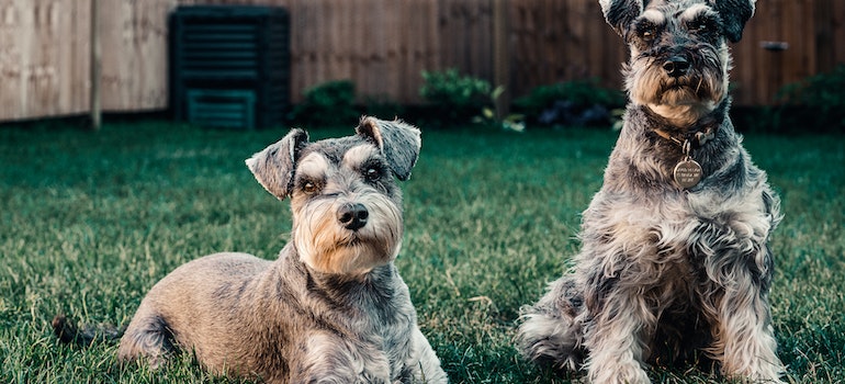 Two dogs on the grass