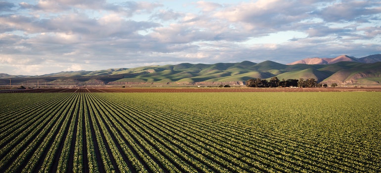 Green field