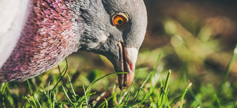 A pigeon eating from the ground