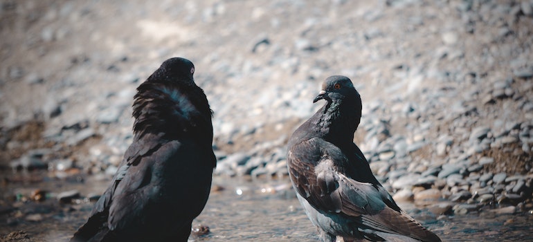 Two pigeons