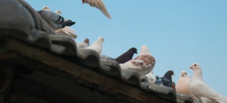 Pigeons perched on a roof.