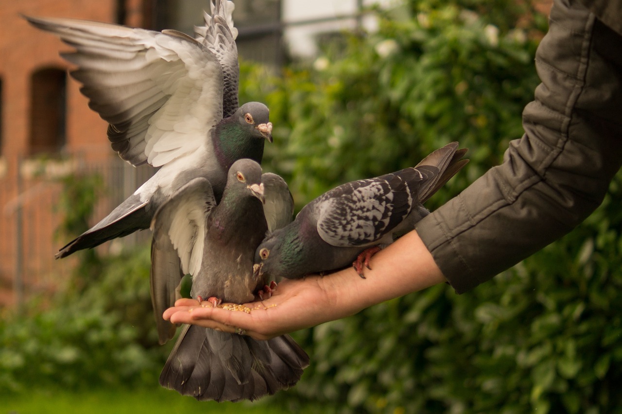 How effective are bird lasers in Nevada?