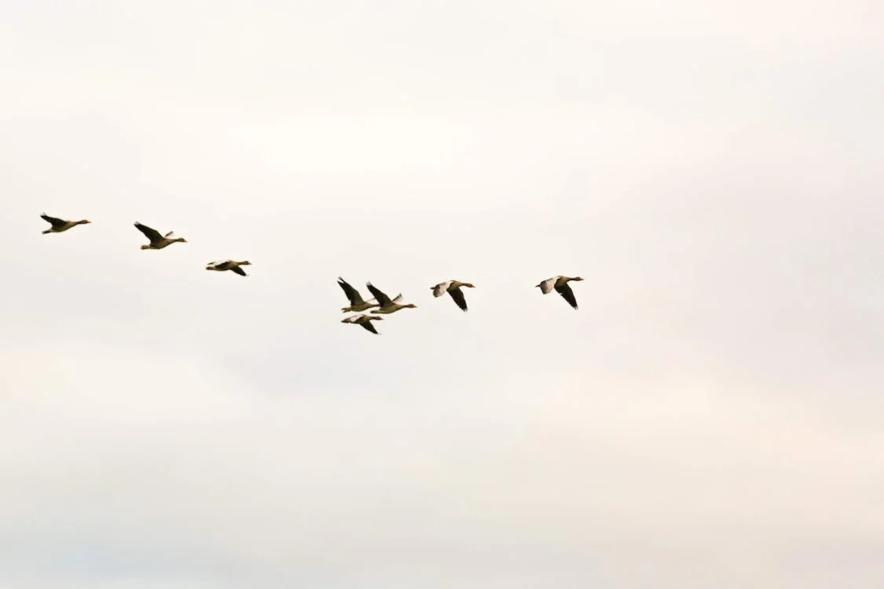 How to Get a Bird Out of a warehouse?