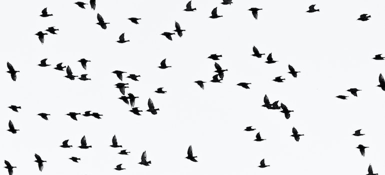 Flock of birds flying