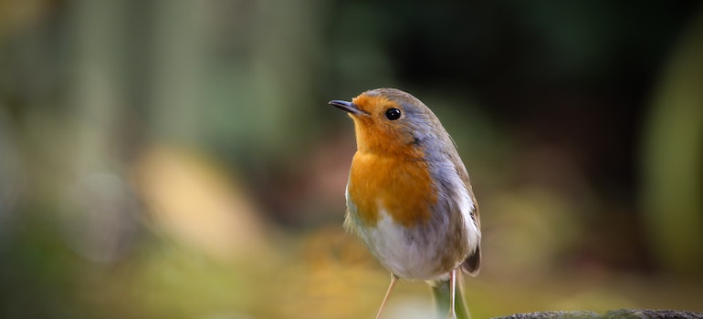 American Robin as one of the most common birds in Nevada