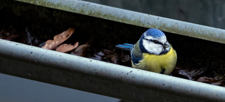 a bird in a gutter as a representation of bird problems on your roof