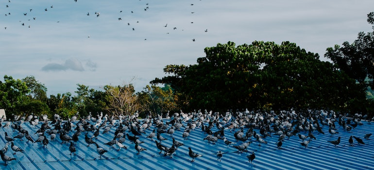 Pigeons on the roof