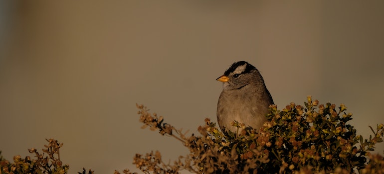 White-crowned Sparrow