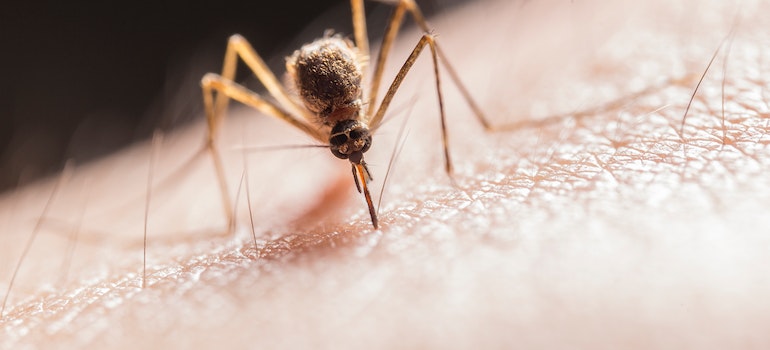 A mosquito on human skin