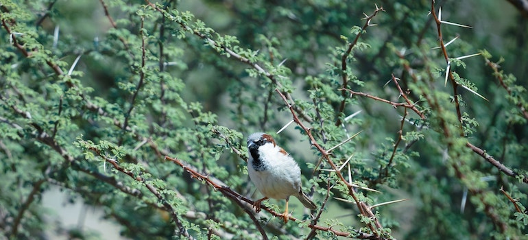 Picture of the sparrow