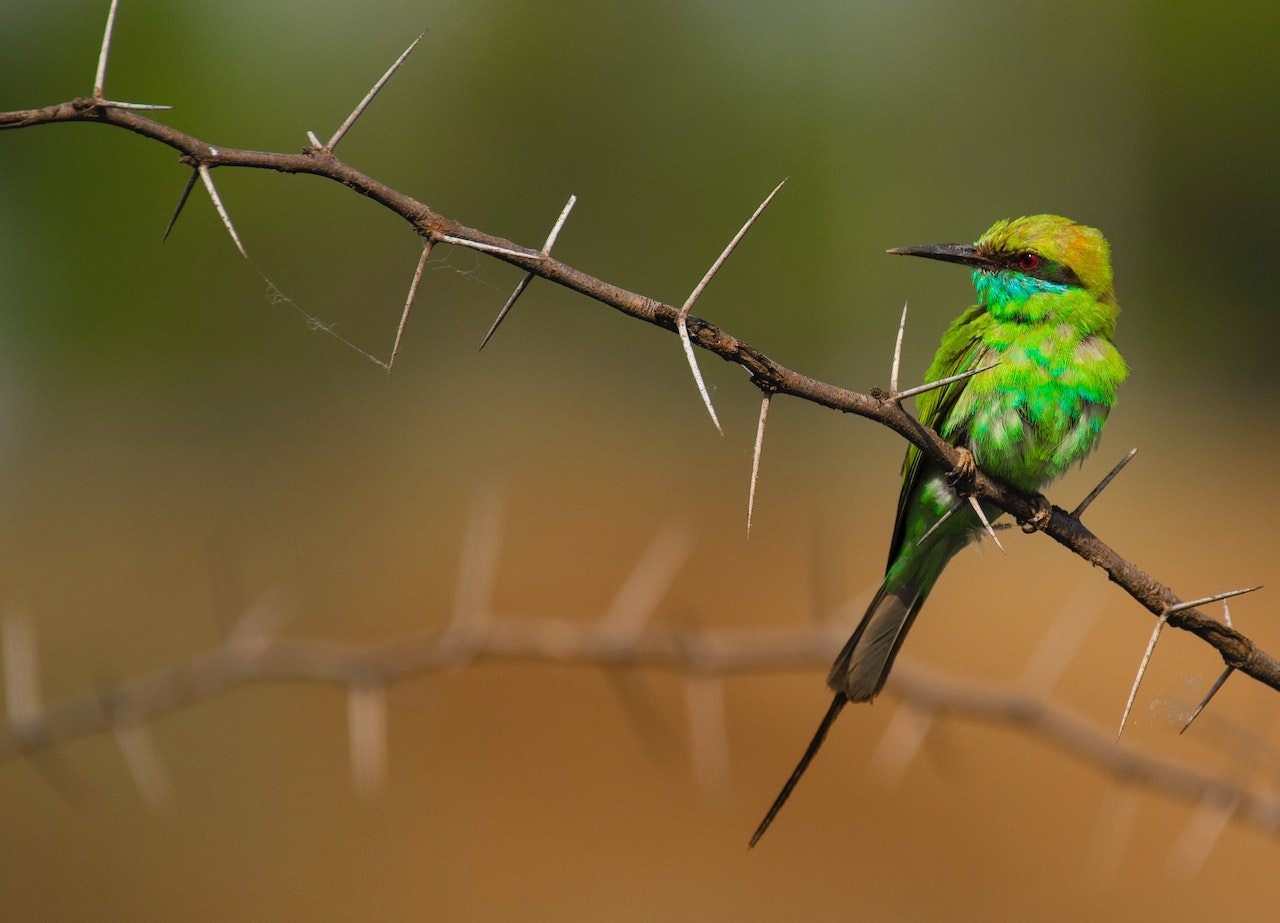 How efficient are bird spikes?