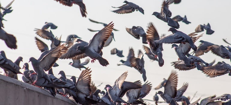 A flock of pigeons on top of the building